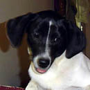 Dotty was adopted in September, 2005